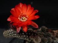 Thumbnail of 1935_Chamaecereus Hybride rot_20150509(1).JPG